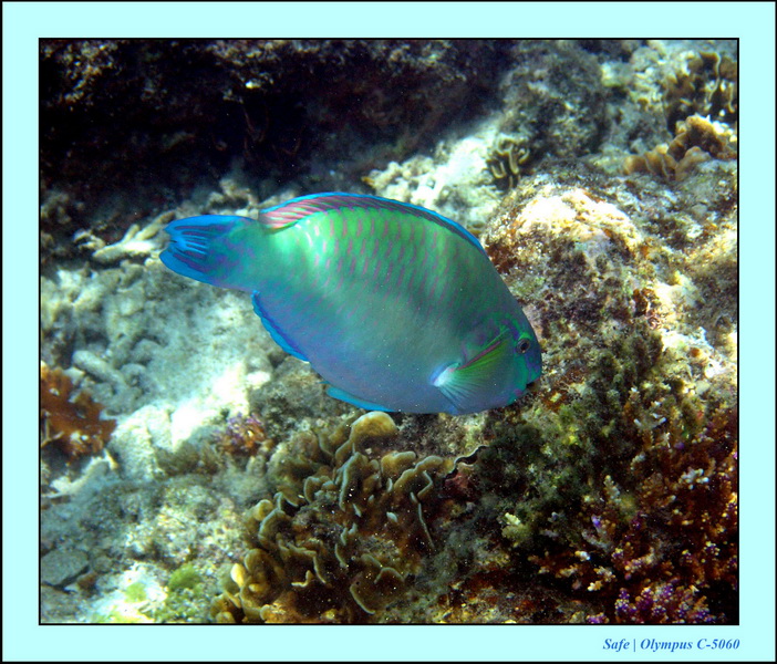 2005 - 08 - Perhentian  - 130.JPG